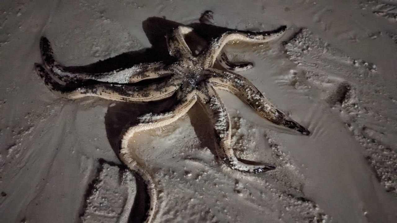 Strand Hotel Riu Palace Zanzibar