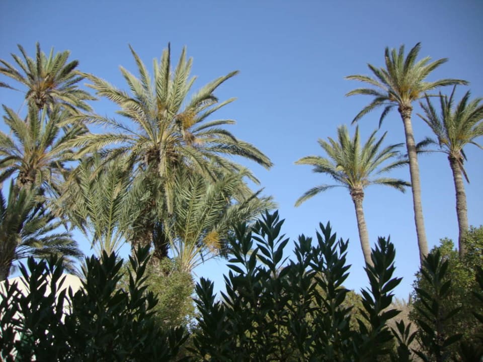 Palmen Hotel Sangho Club Zarzis