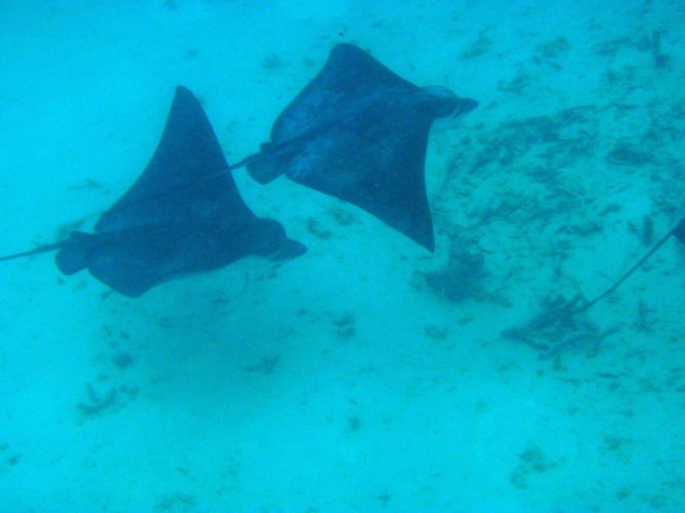 Rochen Meeru Maldives Resort Island