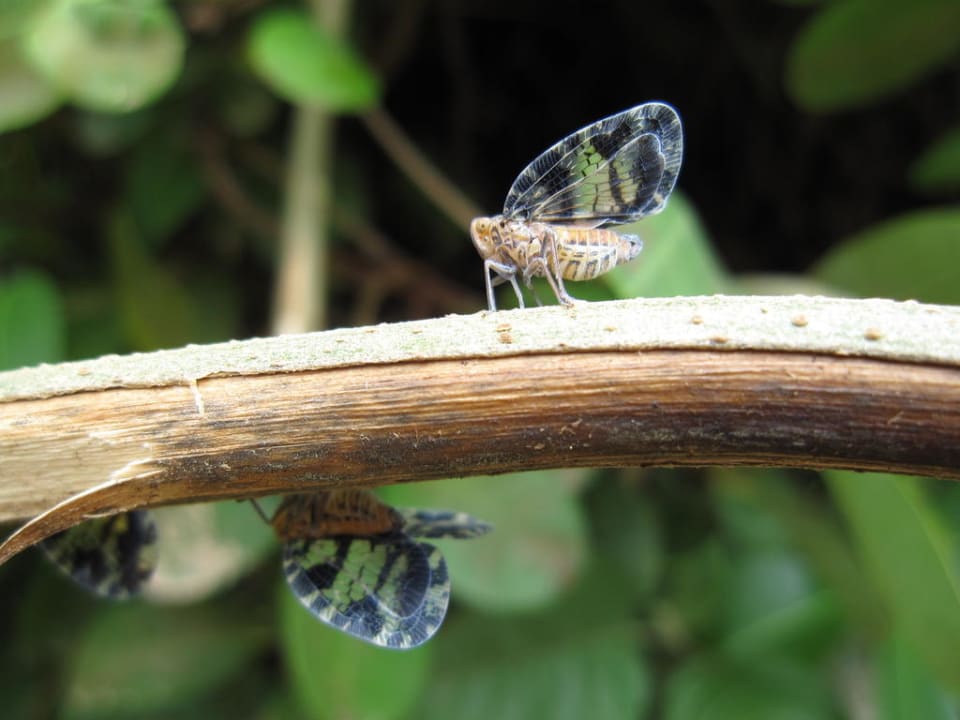 Schmetterlinge Grand Palladium Kantenah Resort & Spa