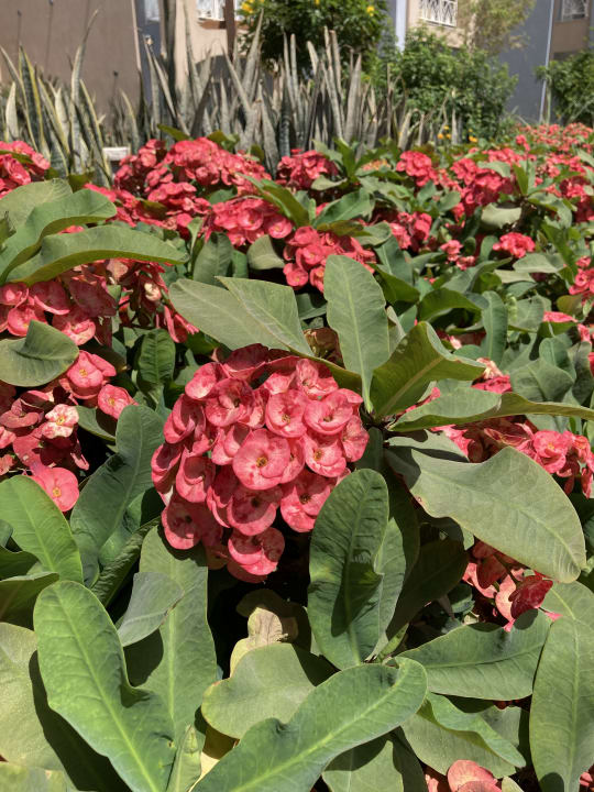 Gartenanlage Lazuli Hotel Marsa Alam