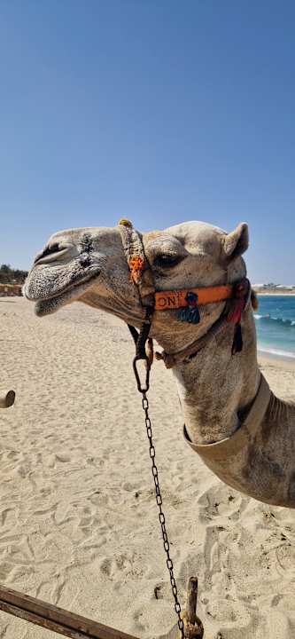 Strand Malikia Resort Abu Dabbab