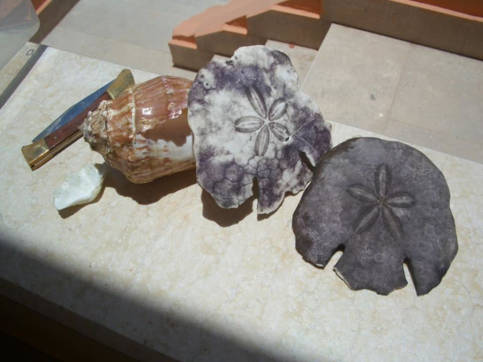 Muscheln Pickalbatros Aqua Park Resort - Hurghada