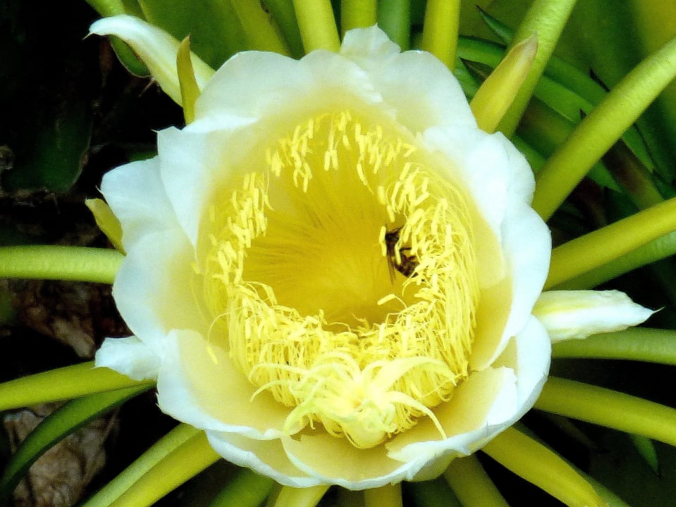 Die" Königin der Nacht " am Morgen Phãea Cretan Malia