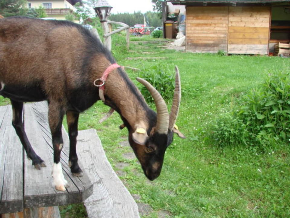 Hausziege Naturhaus Lehnwieser