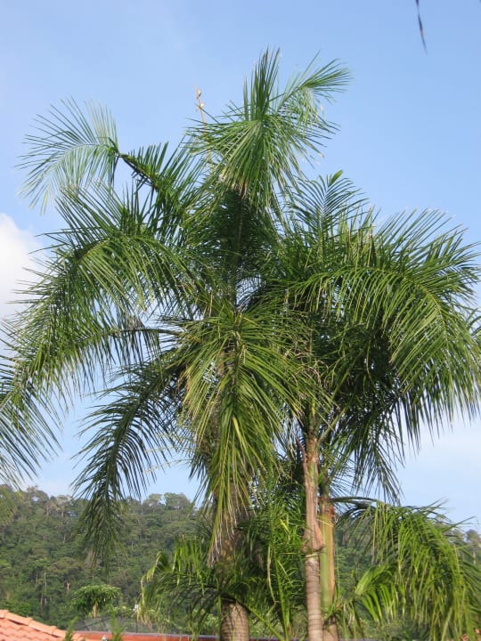 Palme am Pool Koh Chang Paradise Resort & Spa