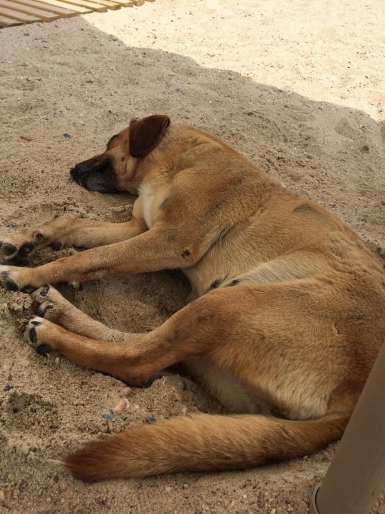 Hund am Strand Ikos Oceania