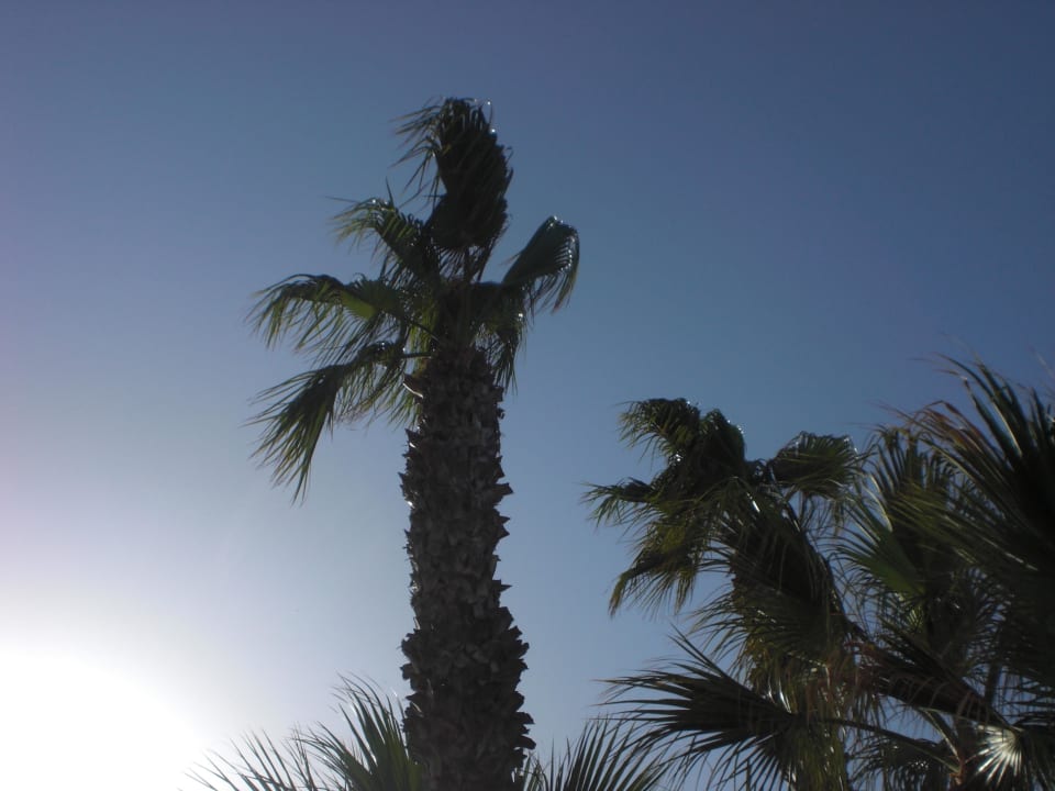 Palme Sahara Beach Aquapark & Resort