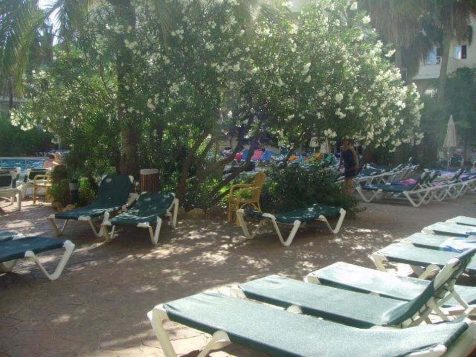 Liegen am Pool Protur Palmeras Playa Aparthotel