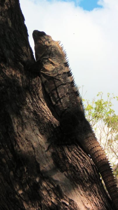 Leguan in der Gartenanlage Sandos Playacar Select Club Adults only - All Inclusive