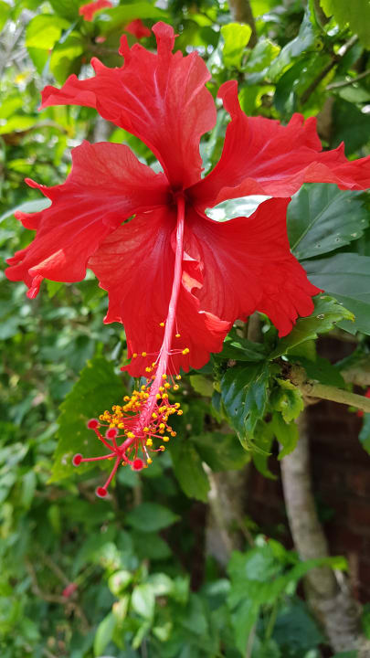 Garten Heritance Ahungalla