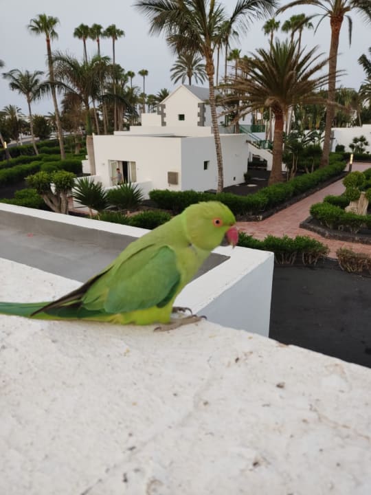 Ausblick Hotel Riu Paraiso Lanzarote