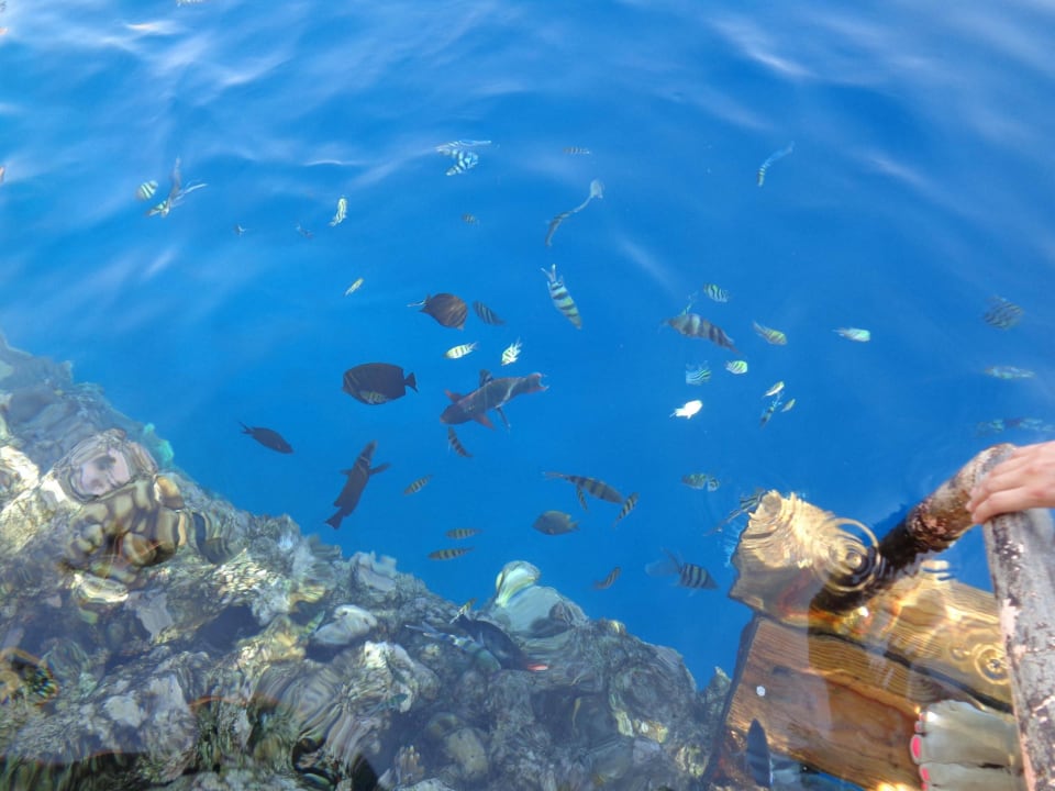 Риф The Grand Hotel Sharm El Sheikh