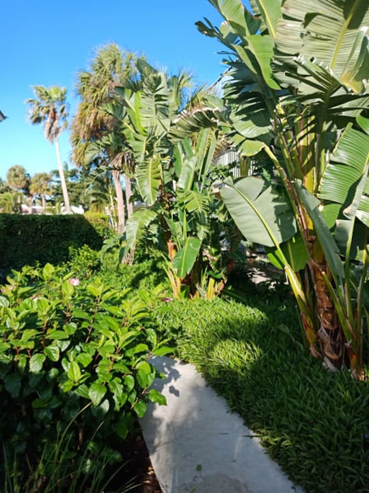 Gartenanlage Hotel Ramada Inn of Naples