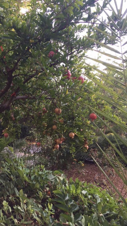 Granatäpfel Apollonia Beach Resort & Spa