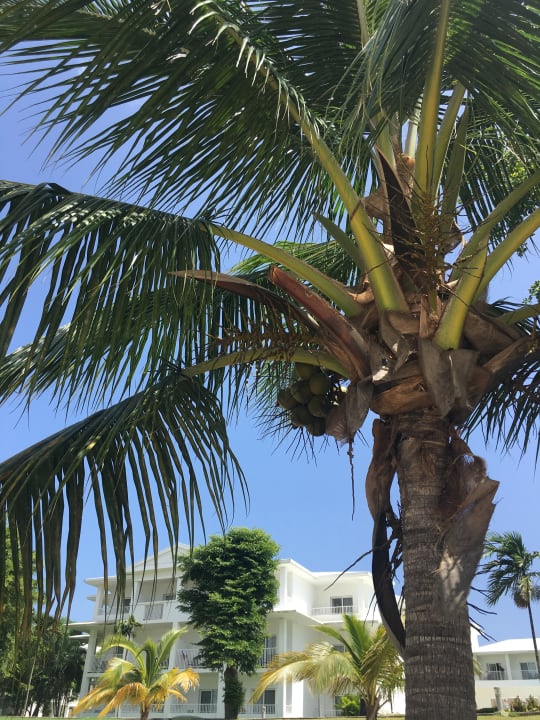 Gartenanlage Hotel Riu Negril