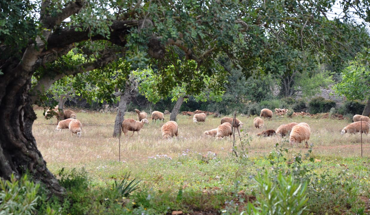 Schafherde Finca Son Marimon