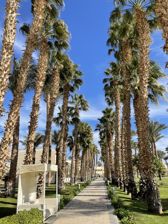 Gartenanlage Beach Albatros Resort