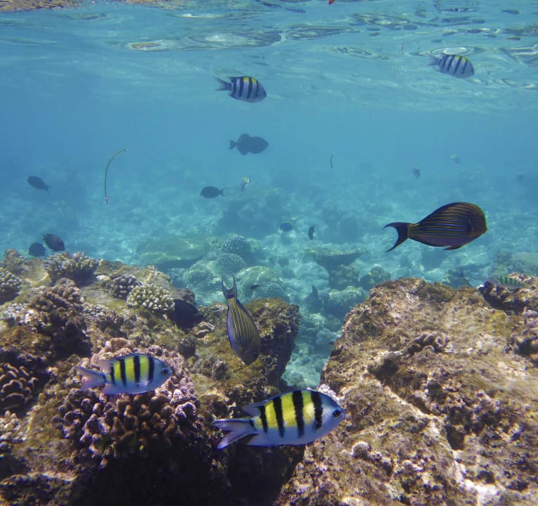 Unterwasserwelt Kuramathi Maldives