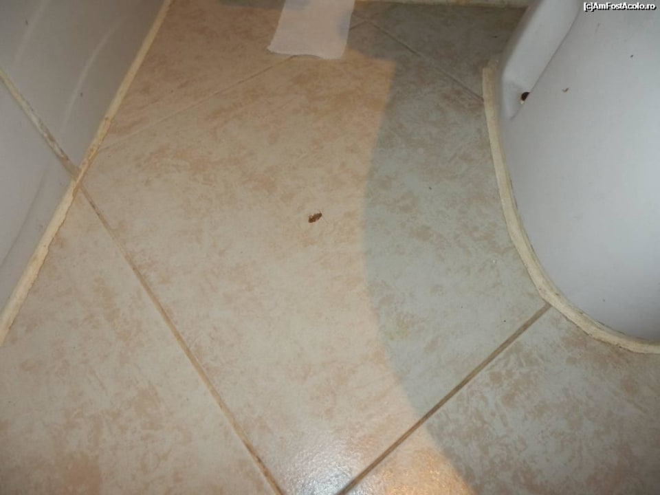 Cockroach guest Imperial Shams Abu Soma