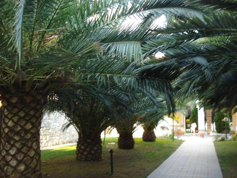 Palmen Hotel Portes Beach