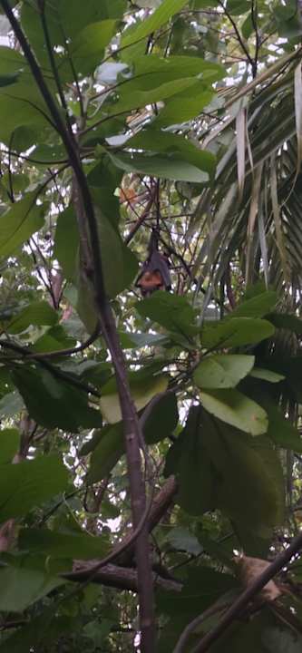 Gartenanlage Coco Palm Dhuni Kolhu