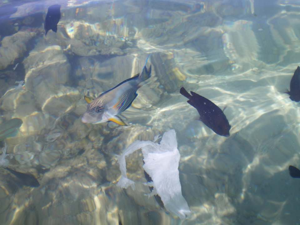 Rybki Menaville Safaga