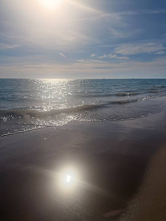 Strand Seashell Vega