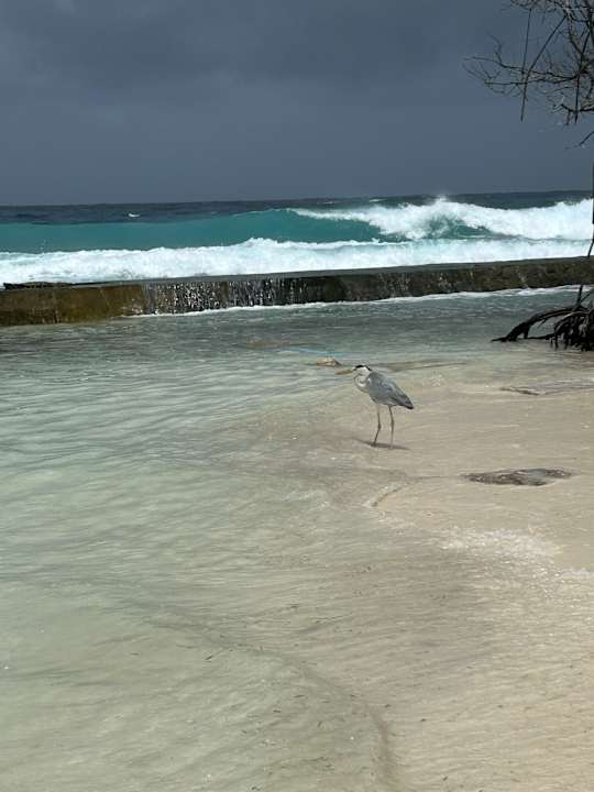 Ausblick Kuredu Island Resort & Spa