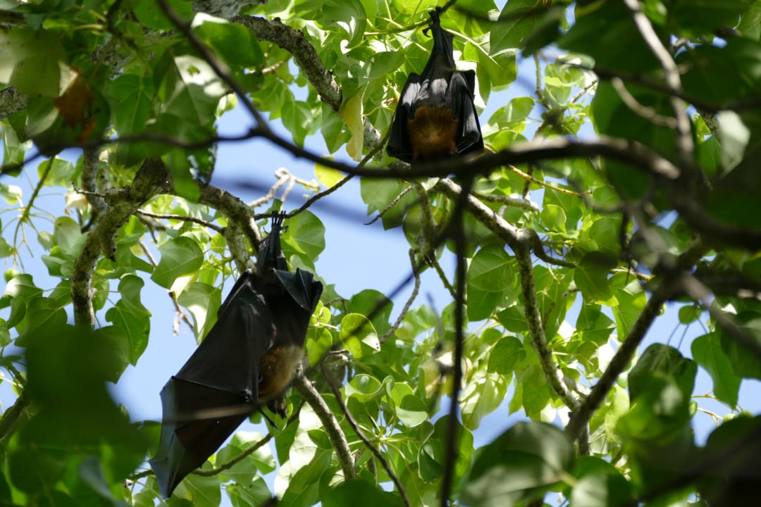 Gartenanlage Adaaran Select Meedhupparu Island Resort - Premium All Inclusive