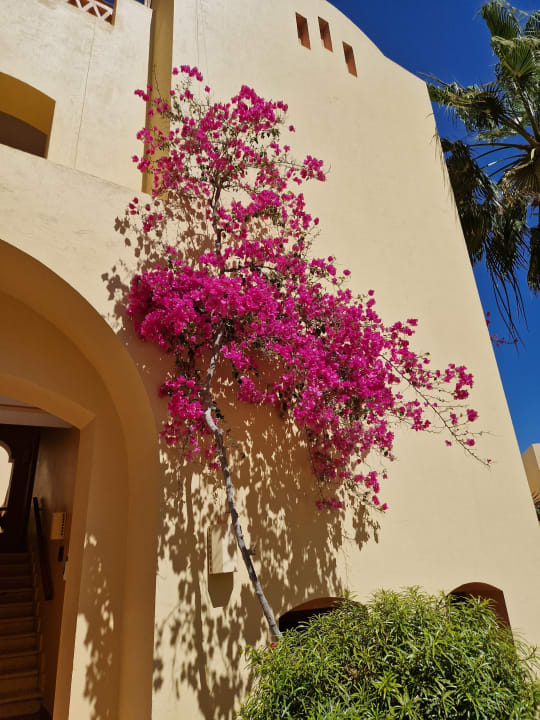 Gartenanlage Steigenberger Coraya Beach - Adults only