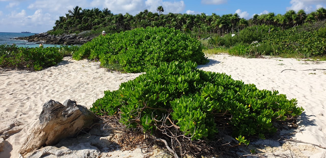 Strand Hotel Riu Tequila