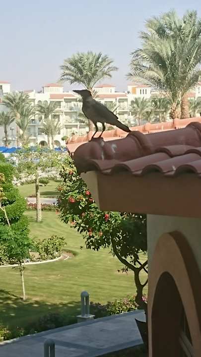 Ausblick Pickalbatros Dana Beach Resort - Hurghada