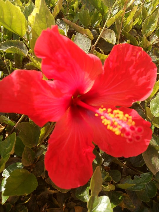 Gartenanlage Novotel Marsa Alam Beach Resort