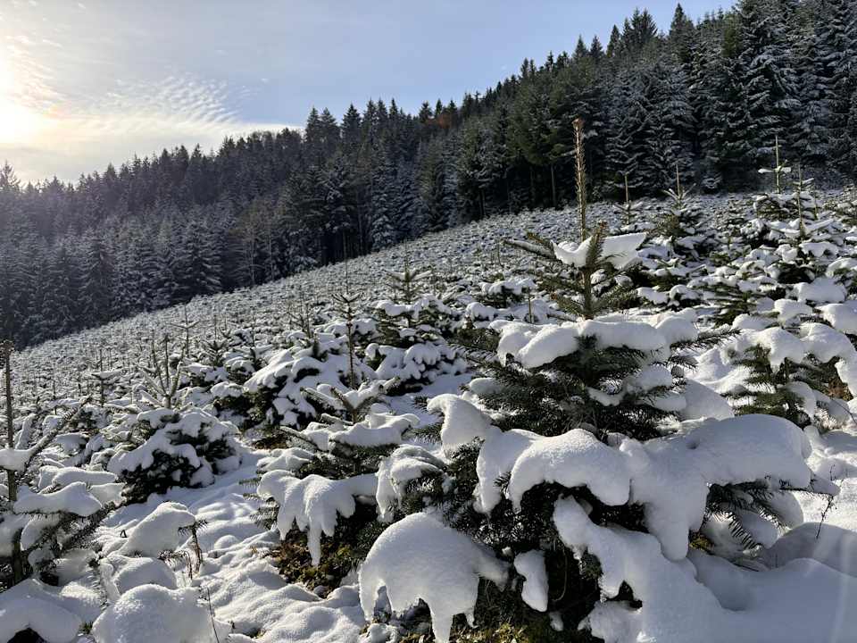 Sonstiges Hotel Restaurant Rebstock Durbach