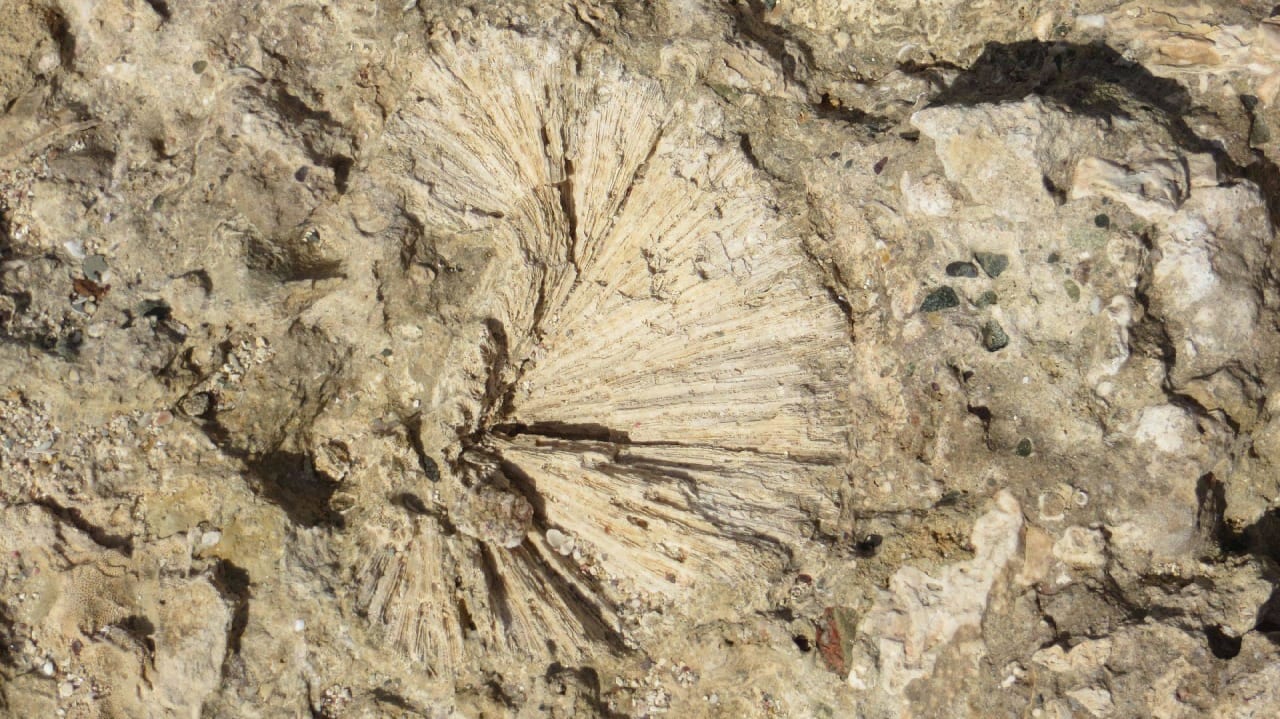 Selbst erklärend Coral Hills Resorts & SPA