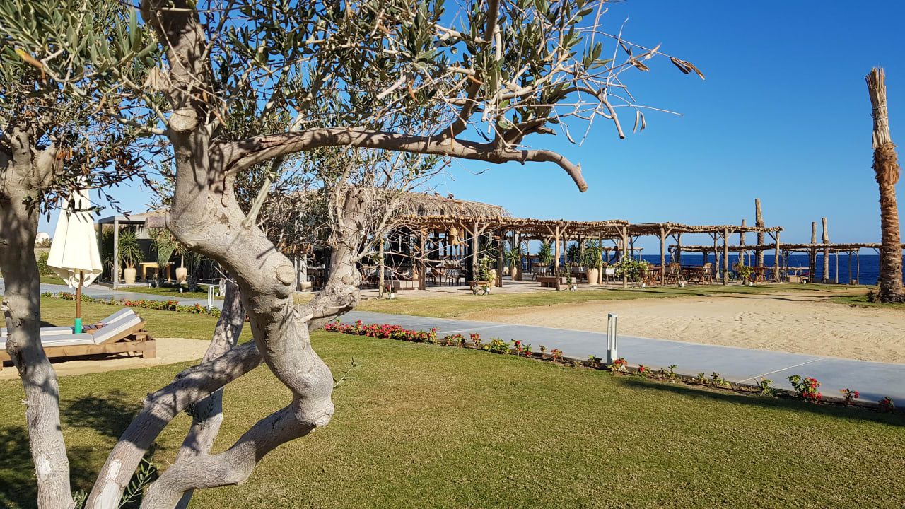 Gastro Steigenberger Resort Alaya Marsa Alam - Red Sea - Adults only