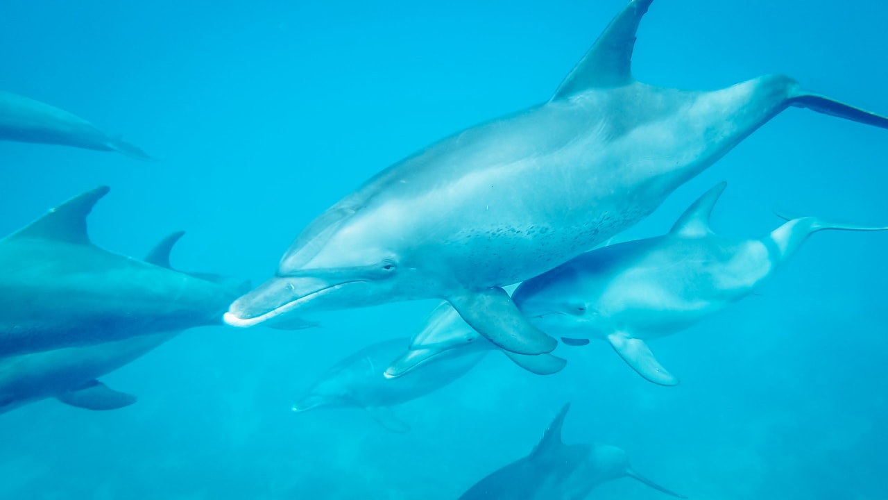 Sonstiges Cleopatra Luxury Resort Makadi Bay