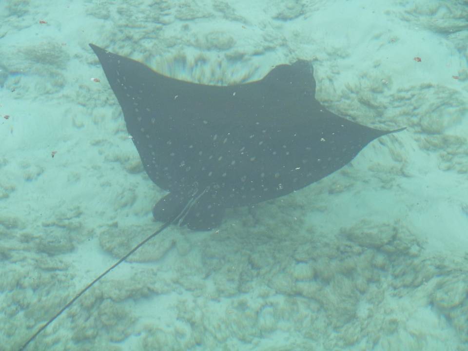 Adlerrochen Kuramathi Maldives