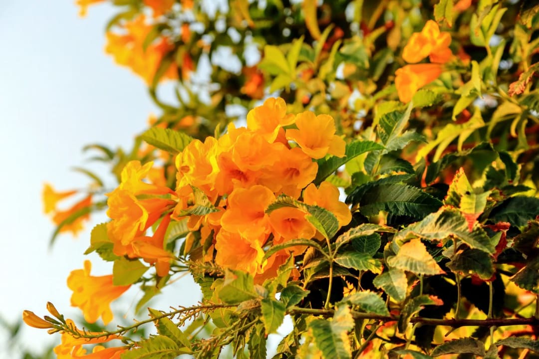 Gartenanlage Steigenberger Resort Ras Soma