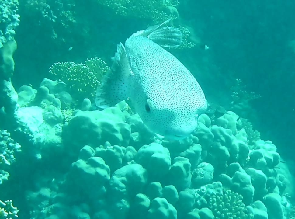 Strand Mövenpick Resort El Quseir