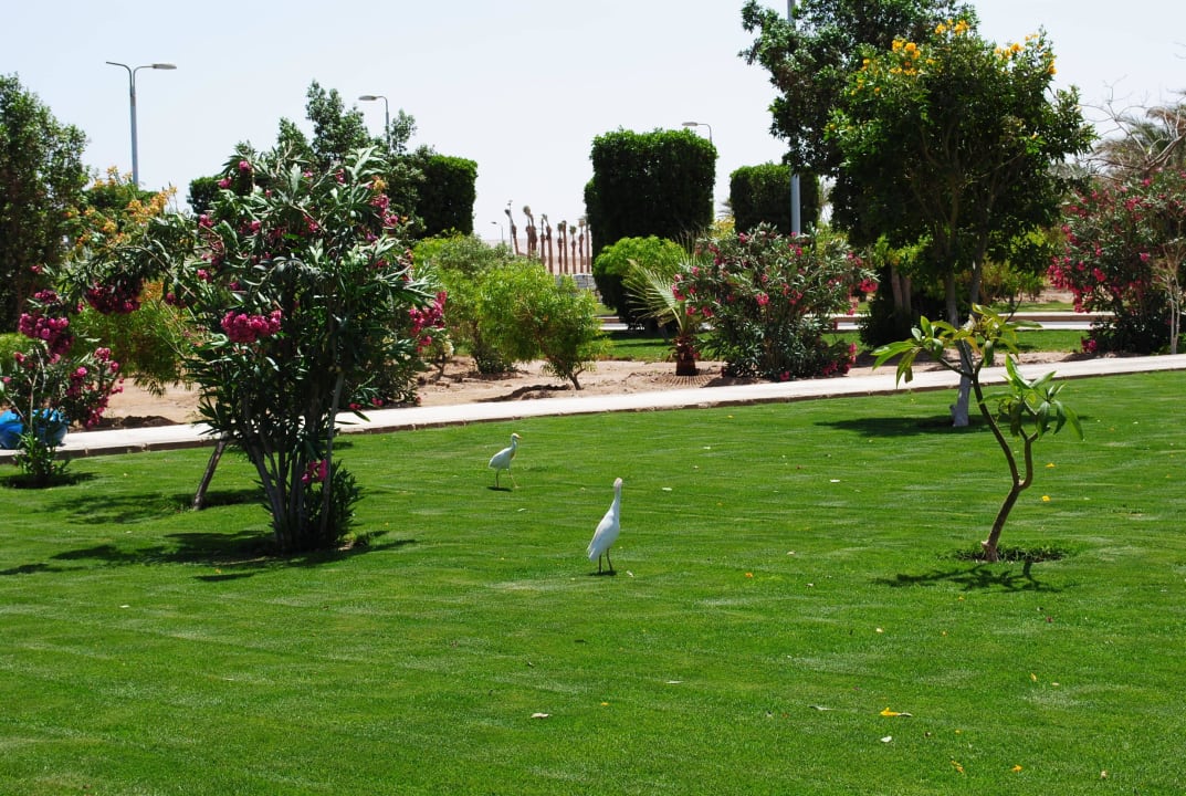 Garten vor dem Hotel Pickalbatros Jungle Aqua Park Resort - Neverland Hurghada