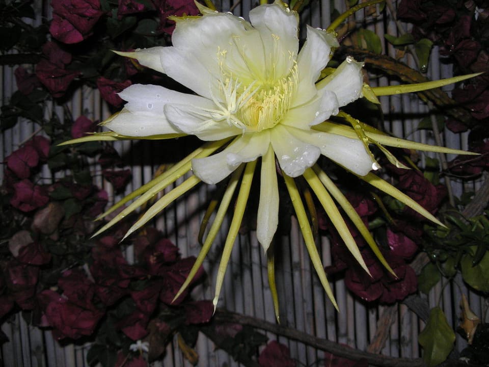 die Königin der Nacht Hotel Casa Rosa Terme