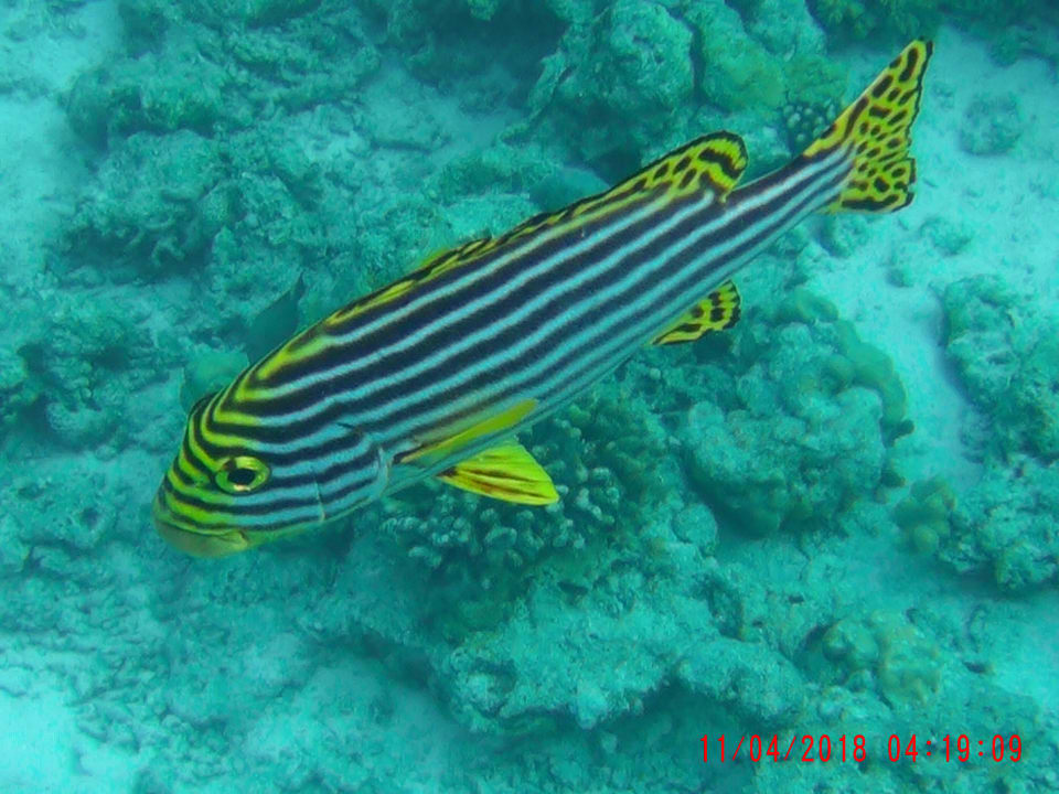 Sport & Freizeit NH Collection Maldives Reethi Resort