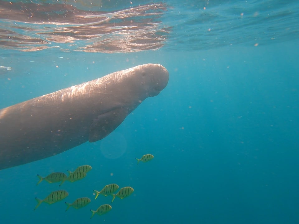 Sonstiges Three Corners Equinox Beach Resort