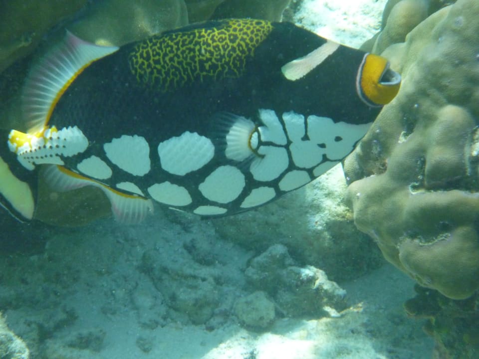 Druckerfisch Filitheyo Island Resort