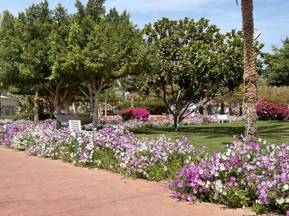 Gartenanlage Desert Rose