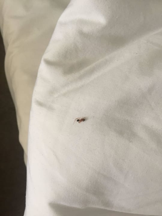 Überall Ameisen im Zimmer  Panorama Bungalows Resort El Gouna