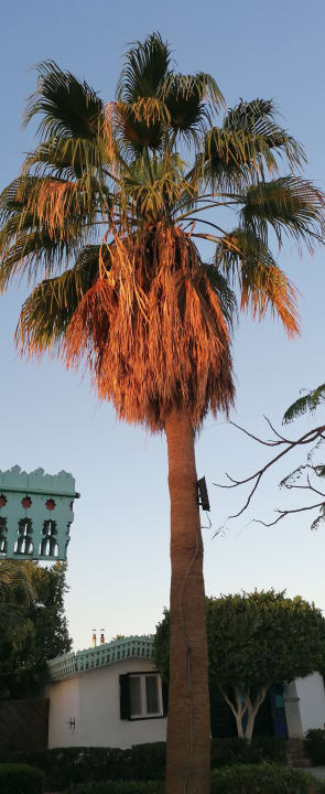 Gartenanlage Ghazala Beach