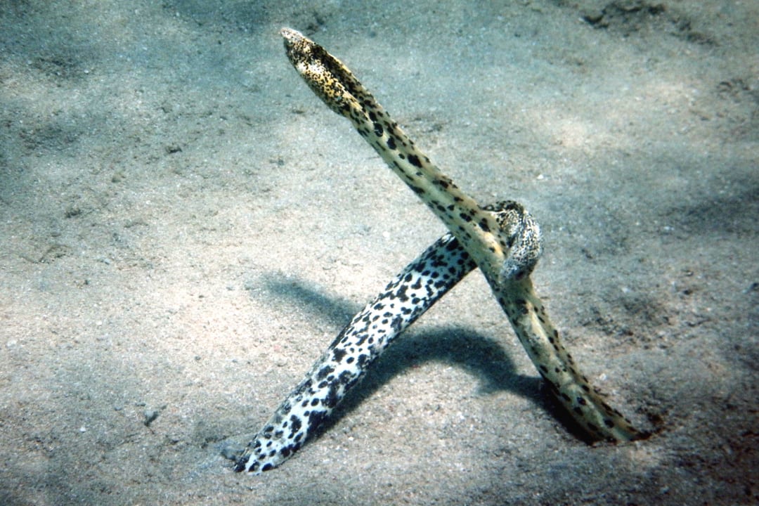 Am Hausriff Cleopatra Luxury Resort Makadi Bay